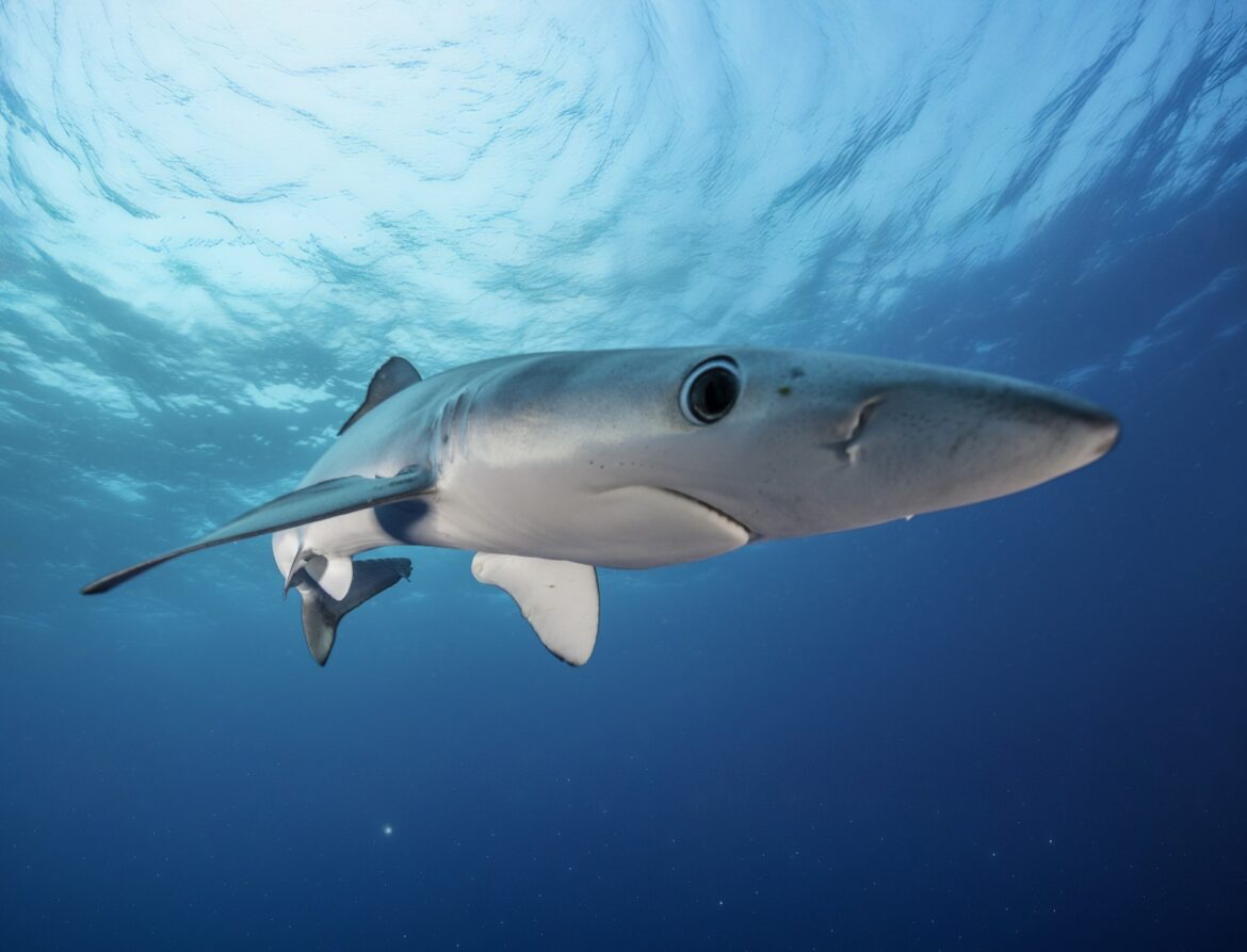 Scientists turn sharks into ocean sensors to improve climate forecasts