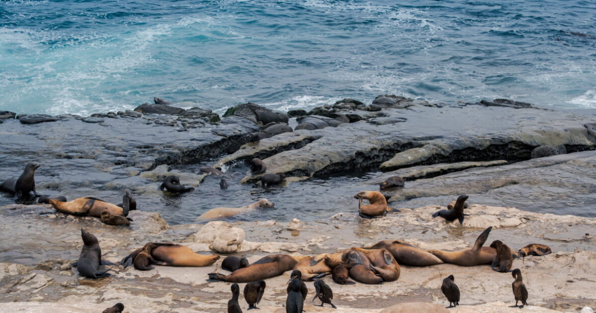 Sea lions and birds rest on the rocks in La Jolla Cove on Aug. 14, 2026