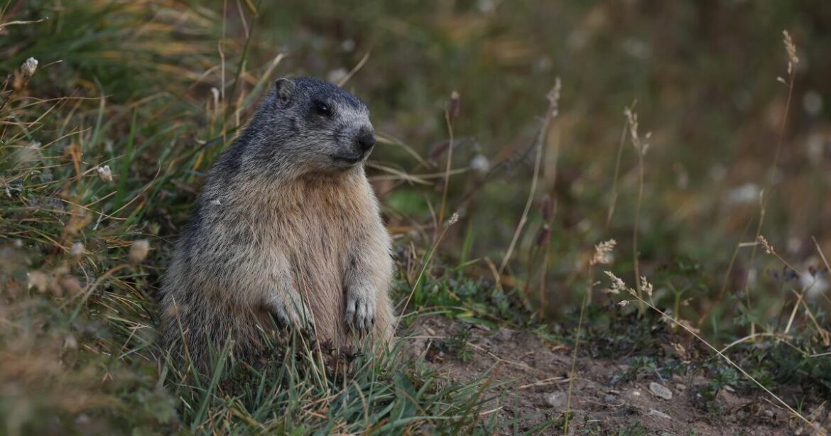 HEILIGENBLUT, AUSTRIA - SEPTEMBER 12: A marmot stands on a mountainside above the Pasterze glacier on September 12, 2023
