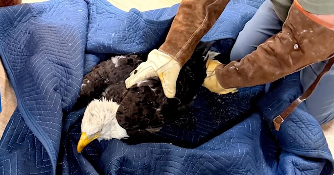 When a bald eagle was found in need, an incredible team came together to ensure it received the care it deserved. A special