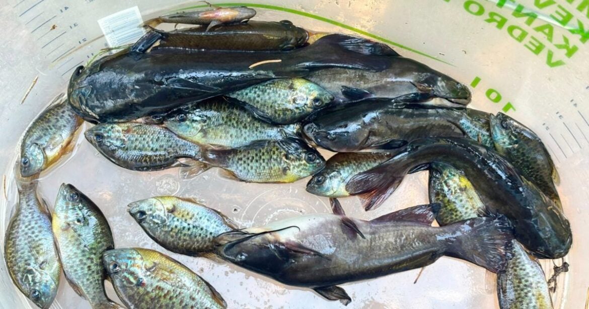 Czech Scientists Use Gentle Traps to Protect Amphibians From Invasive Fish