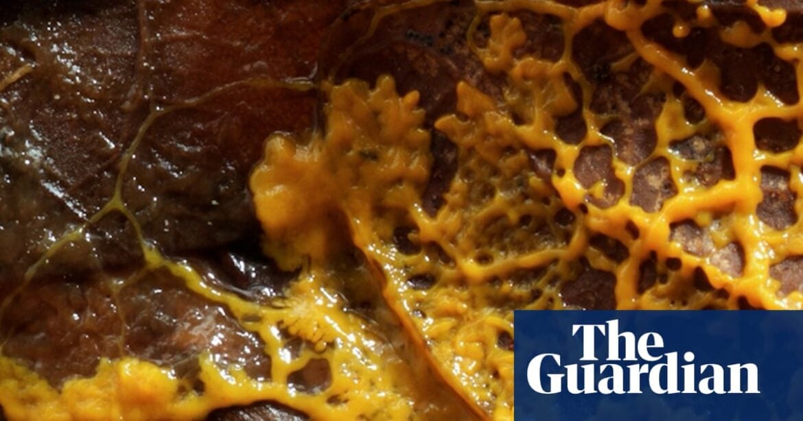 Slime Moulds Challenge Intelligence Norms With Brainless Maze Navigation