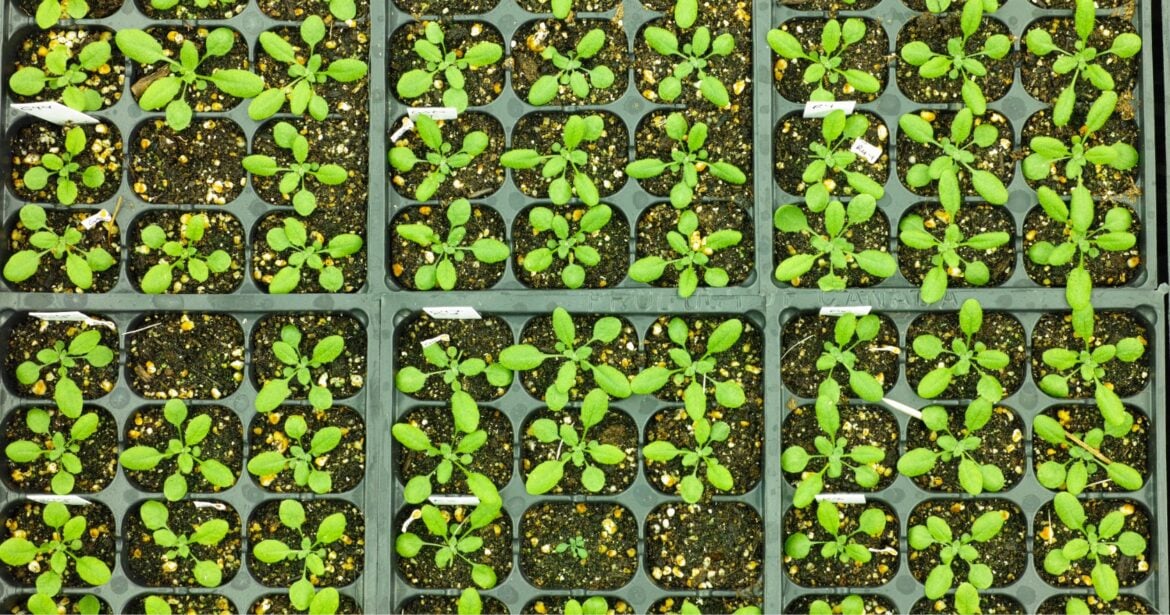 AKT5 Potassium Channel Boosts Leaf Stalk Growth in Crowded Spaces