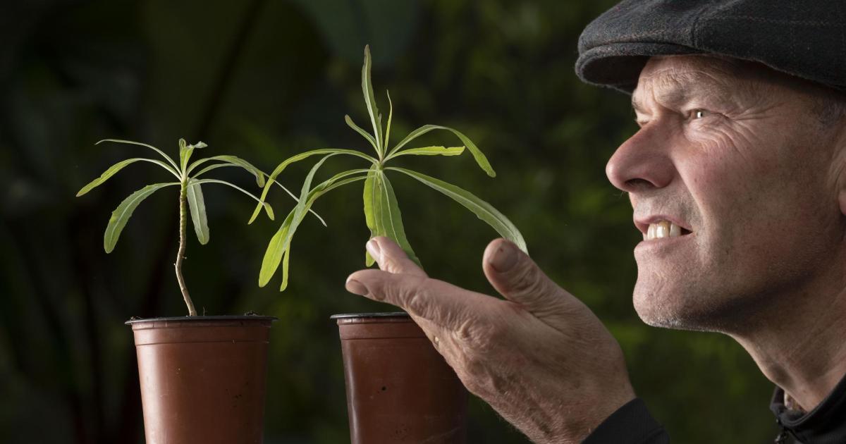 Logan Botanic Garden Welcomes Rare Dendroseris Neriifolia Seedlings