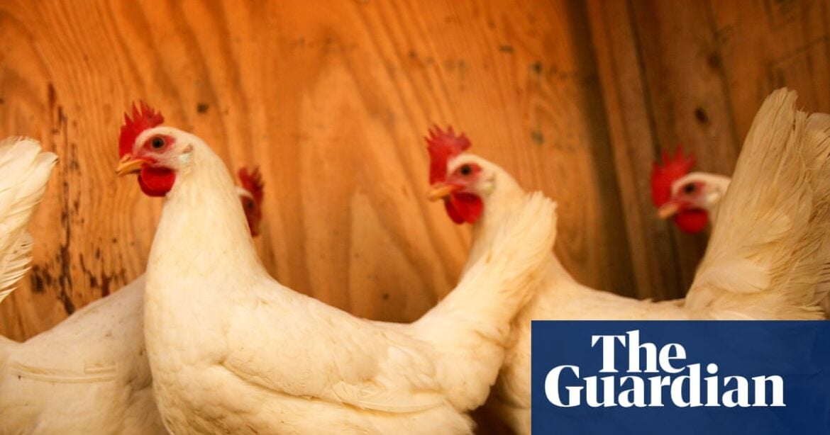 US Uses Sentinel Chickens to Track Early West Nile Virus Surge