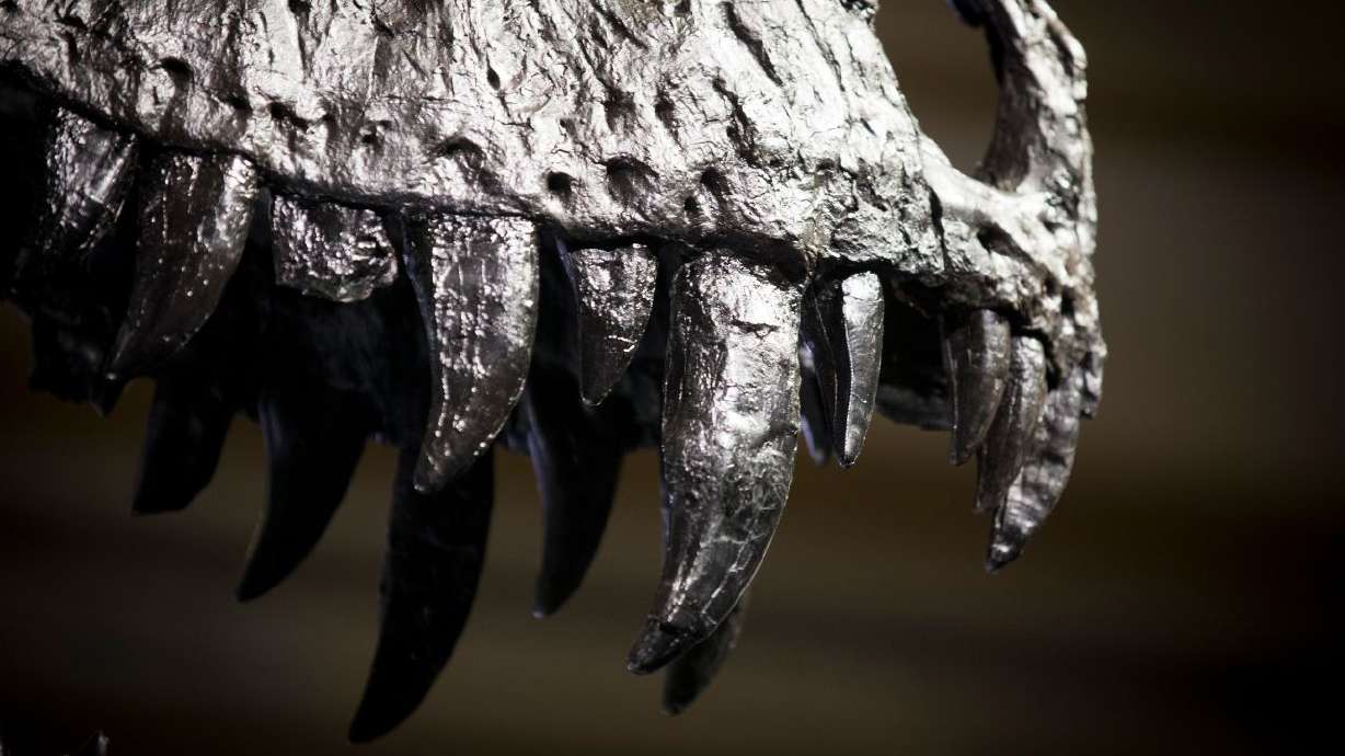 The skeleton teeth of Tristan the Tyrannosaurus Rex seen during a media preview at the Museum fuer Naturkunde (Natural