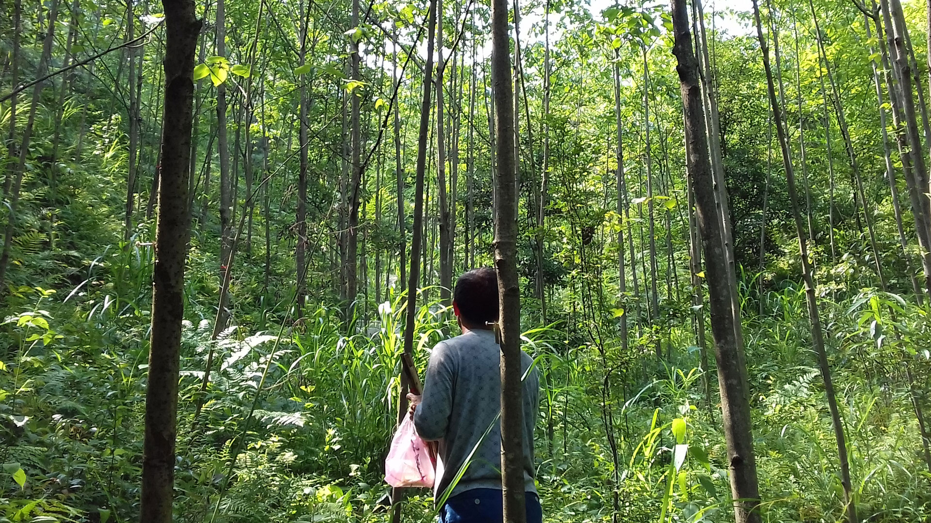 Tree Diversity Protects Forests From Extreme Temperatures, Study Finds