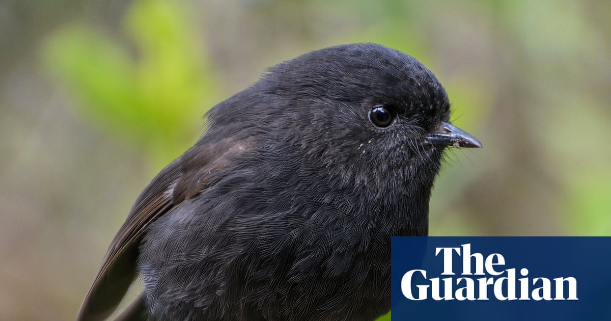 Black Robin wins NZ Bird of the Year