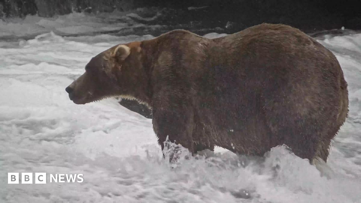 Backpack Wins Alaska's 2026 Fat Bear Week Competition at Katmai National Park