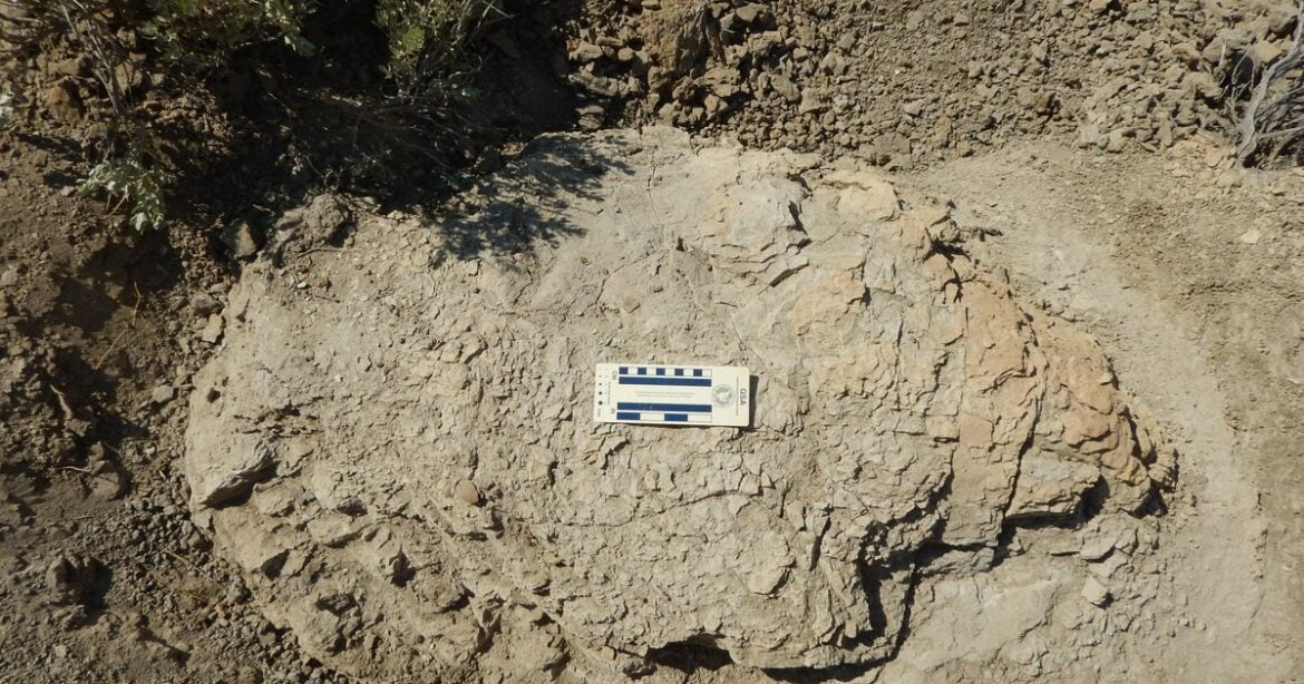 First Adult T. Rex Trackway Discovered in North Dakota Badlands