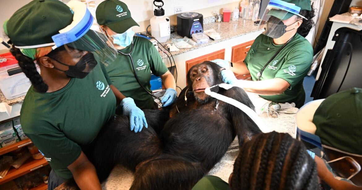Former Vaccine Research Chimpanzees Get Health Checks at Liberia Sanctuary
