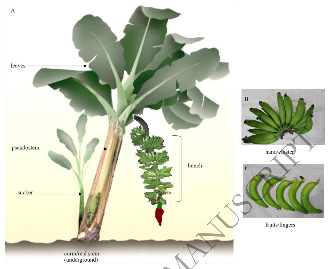 Researchers Use Genomic Tools to Improve Diploid Banana Breeding Accuracy