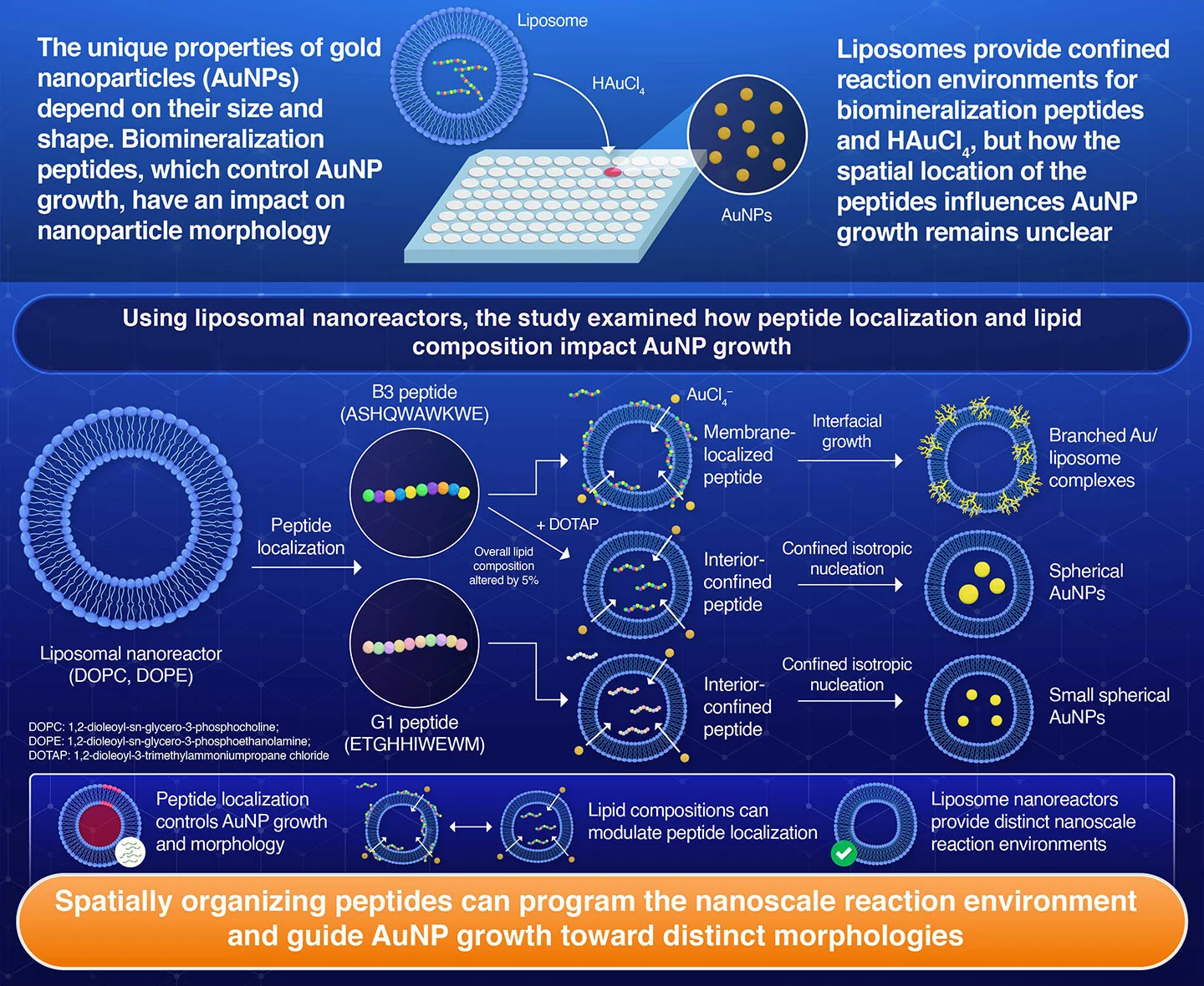 Tokyo and Leeds Researchers Control Gold Nanoparticle Growth via Peptides