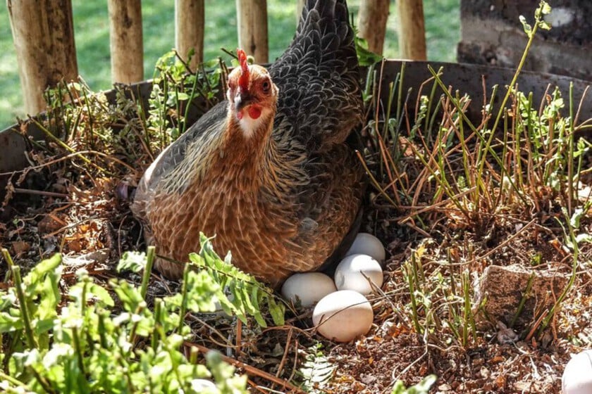 Egg predated chicken 340M years, study shows