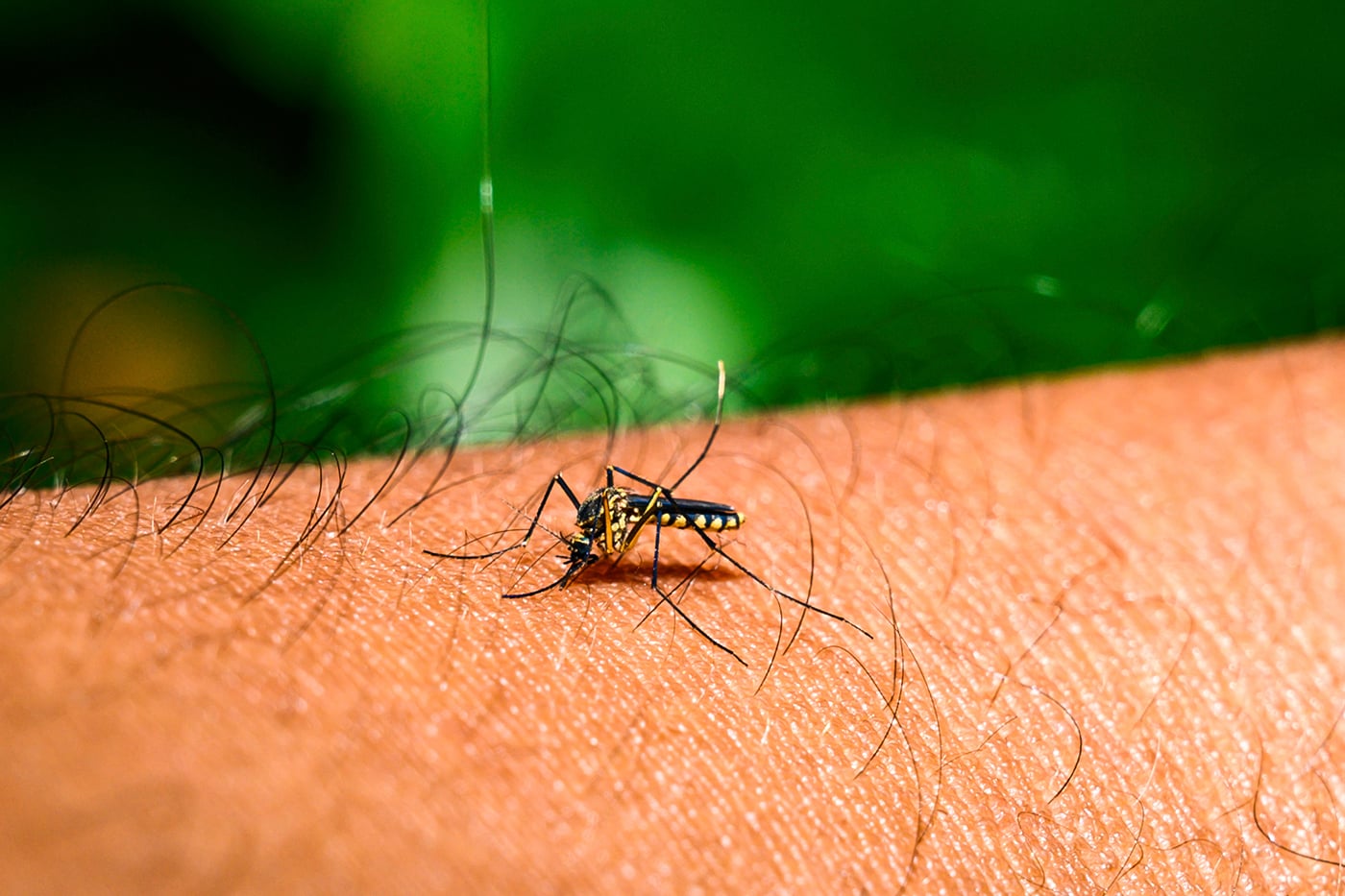 Florida Counties Declare State of Emergency Over Rare Dengue Fever Outbreak