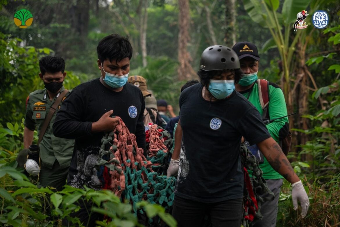 Indonesia Rescues Six Bornean Orangutans Trapped by West Kalimantan Fires