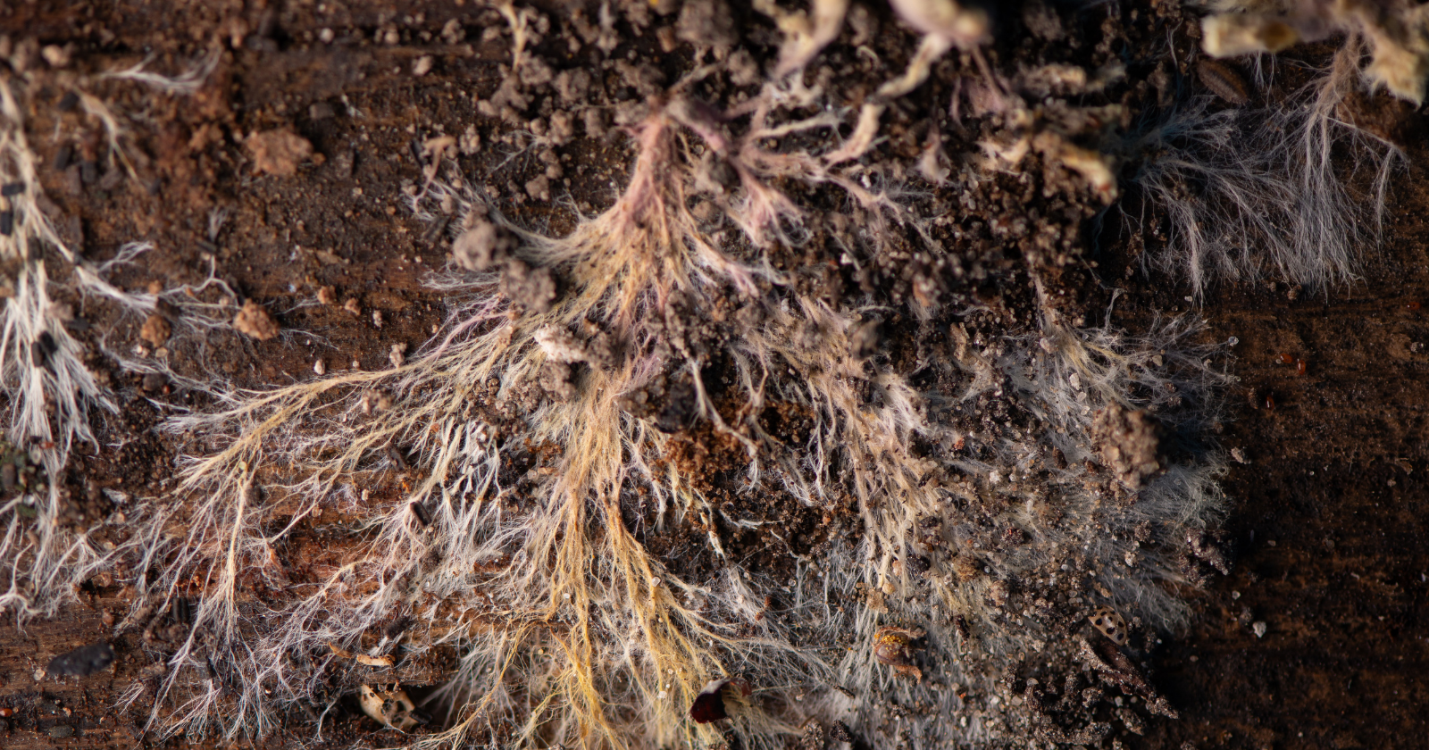 fine pale filaments and root hairs spreading through dark soil