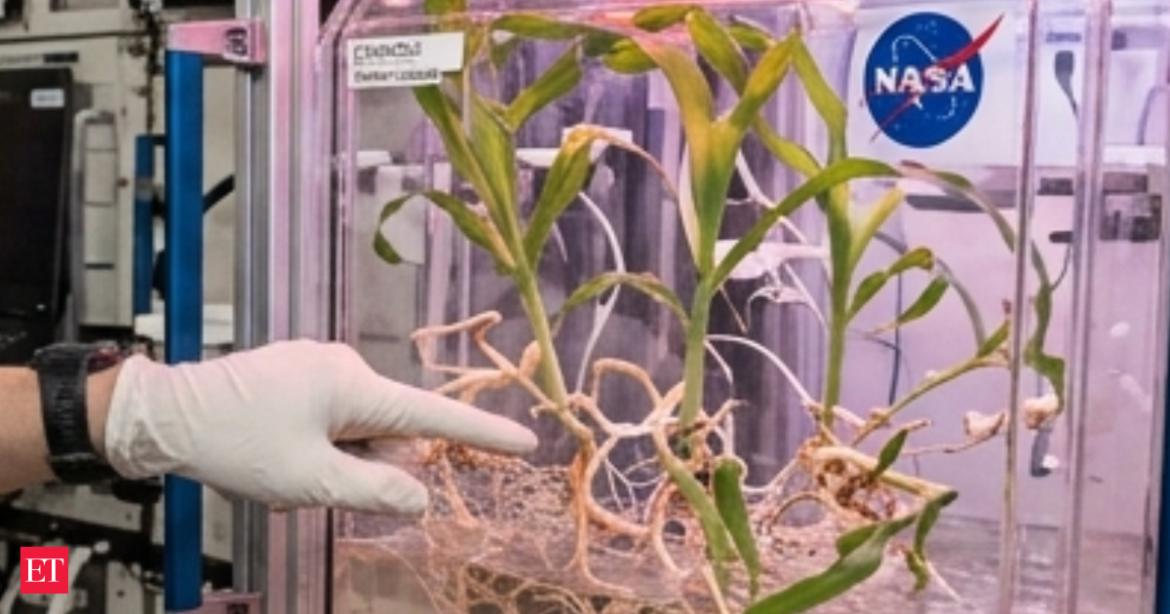 NASA Space Experiments Reveal Microgravity Disrupts Corn Growth Patterns