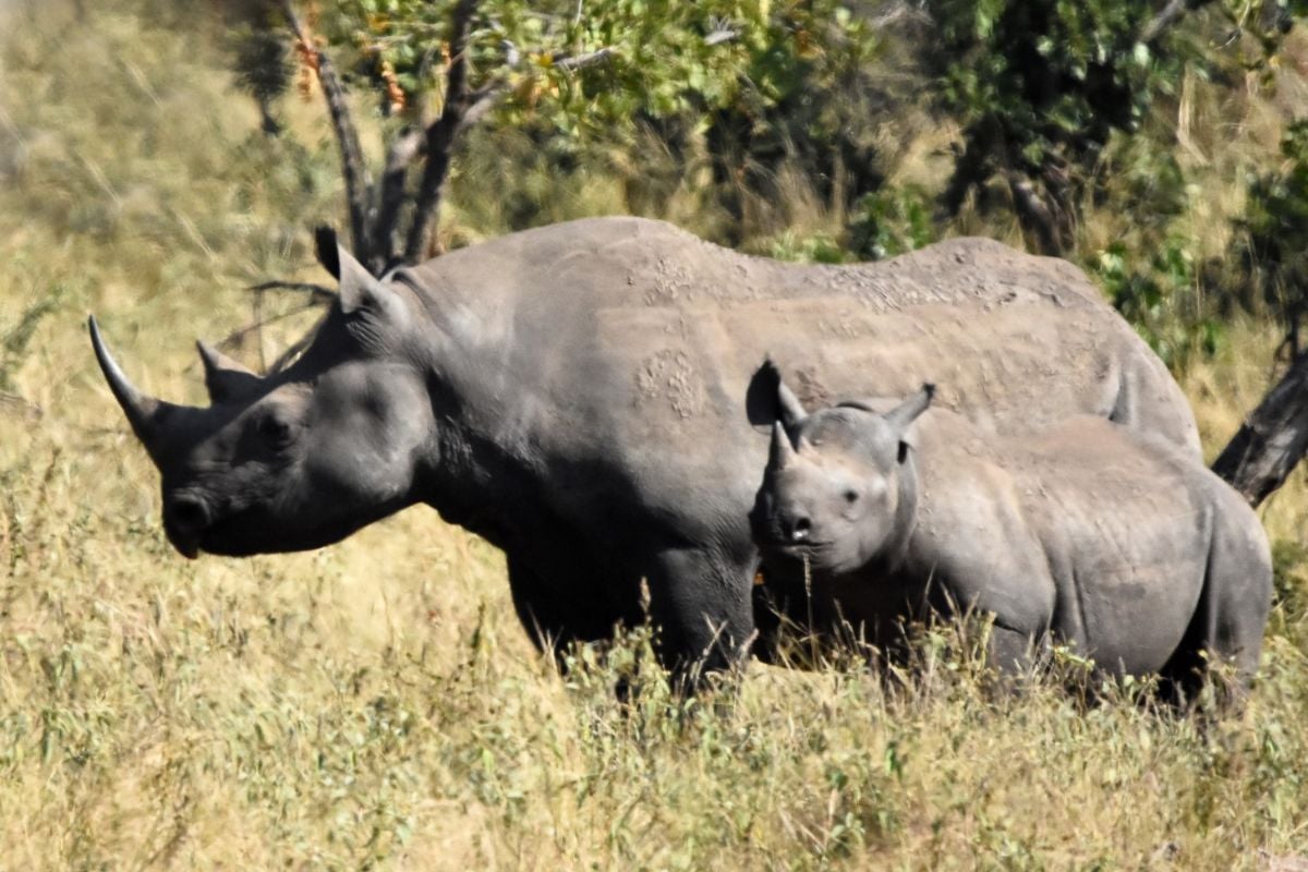 Black Rhino Range Expansion Project Doubles Botswana's Rhino Population