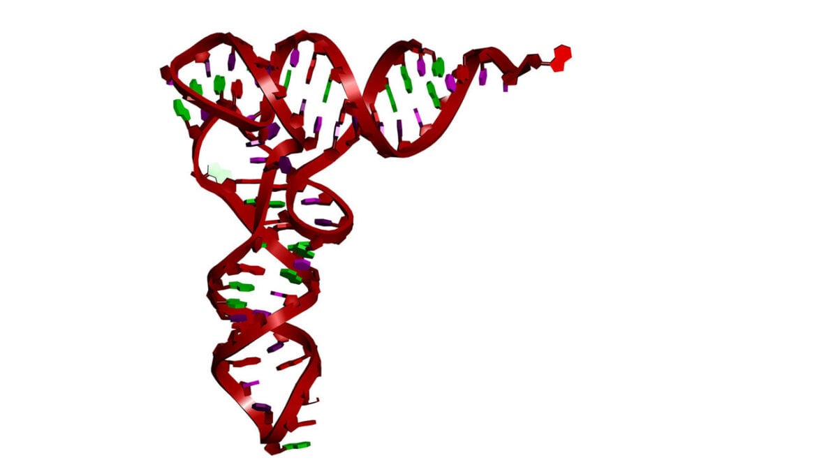 Suppressor tRNAs restore cystic fibrosis protein in new research models