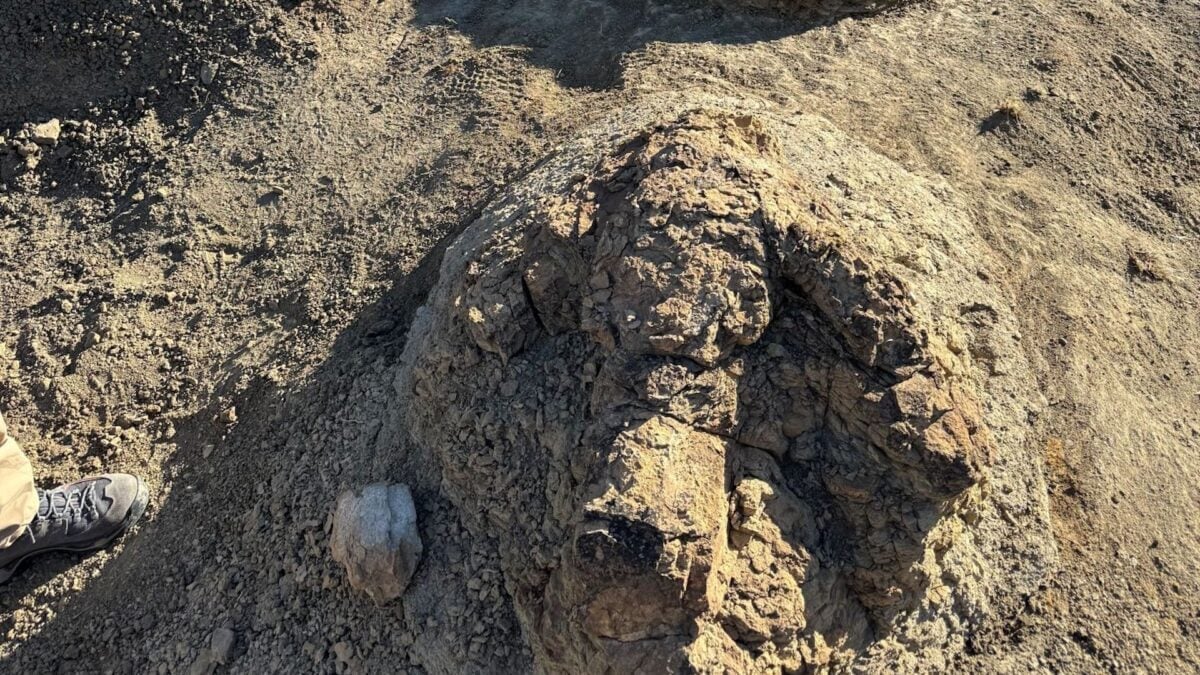 T. Rex Trackway Found in North Dakota: First Known Adult Footprint Sequence