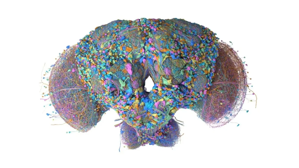 Google Mapped Fruit Fly Brain Now Used to Run Doom
