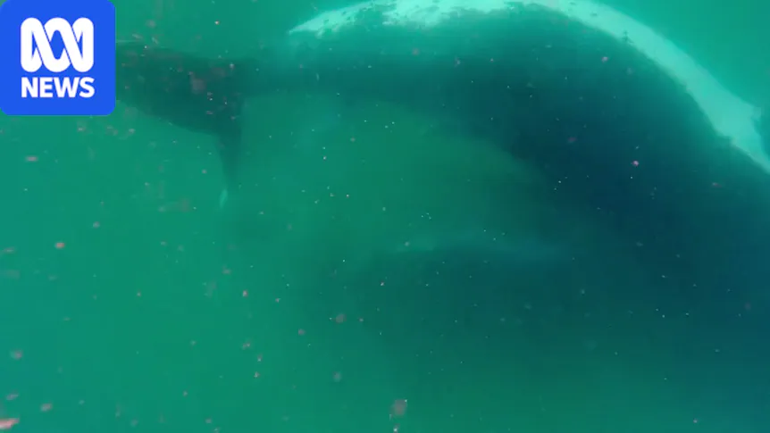 A humpback whale and a stillborn calf in the ocean