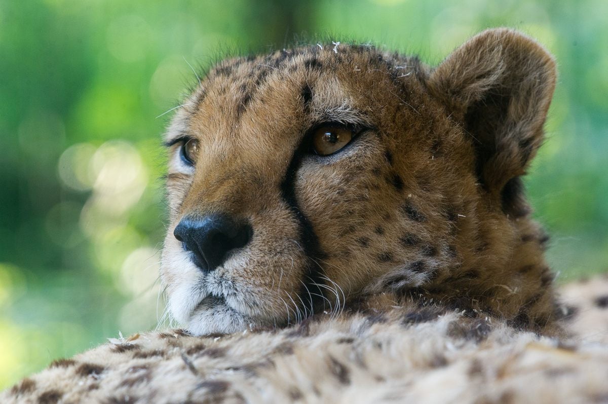 Cheetah Population Surges to 52 in India Four Years After Reintroduction
