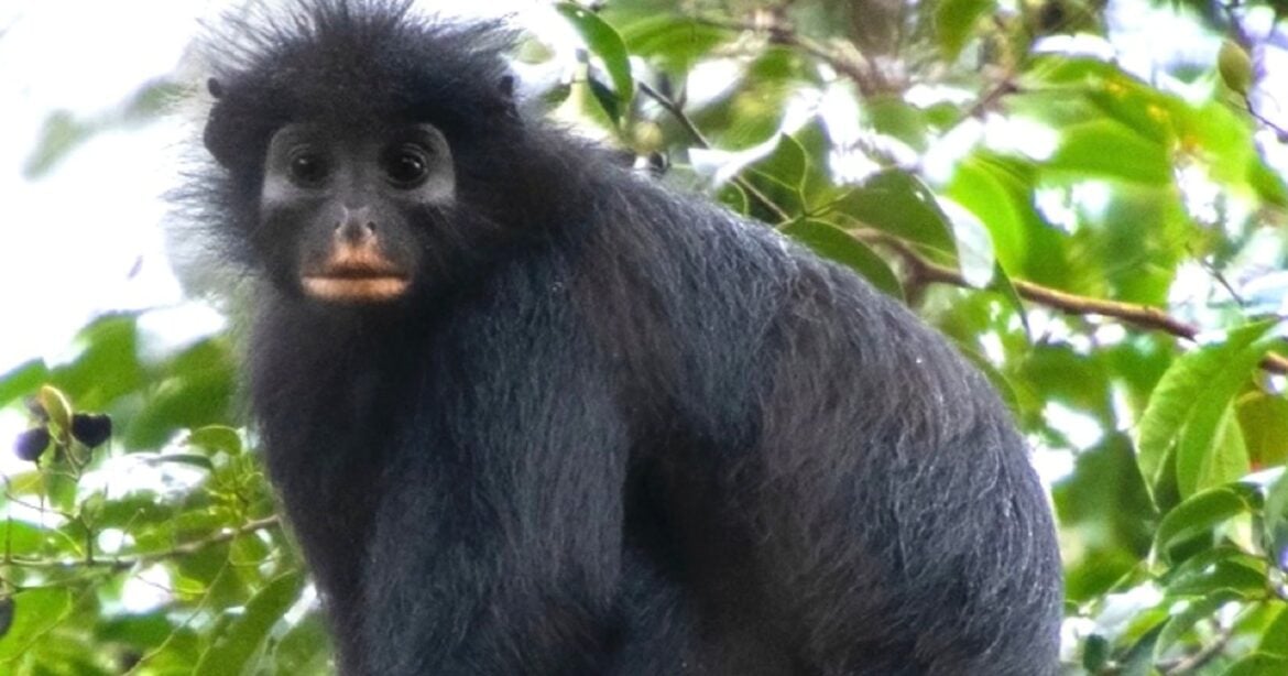 An adult Colobus congoensis sits on a branch in Lomami National Park, the pinkish-orange patch of bare skin around its mouth