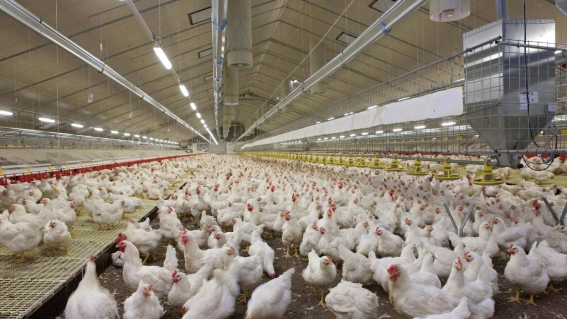 Far-UVC Light Tested to Stop Bird Flu Spread on US Poultry Farms