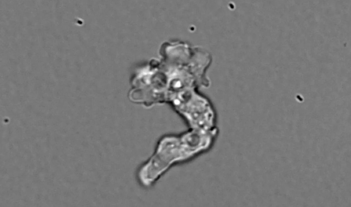 Fire Amoeba Shatters Temperature Limit for Complex Life