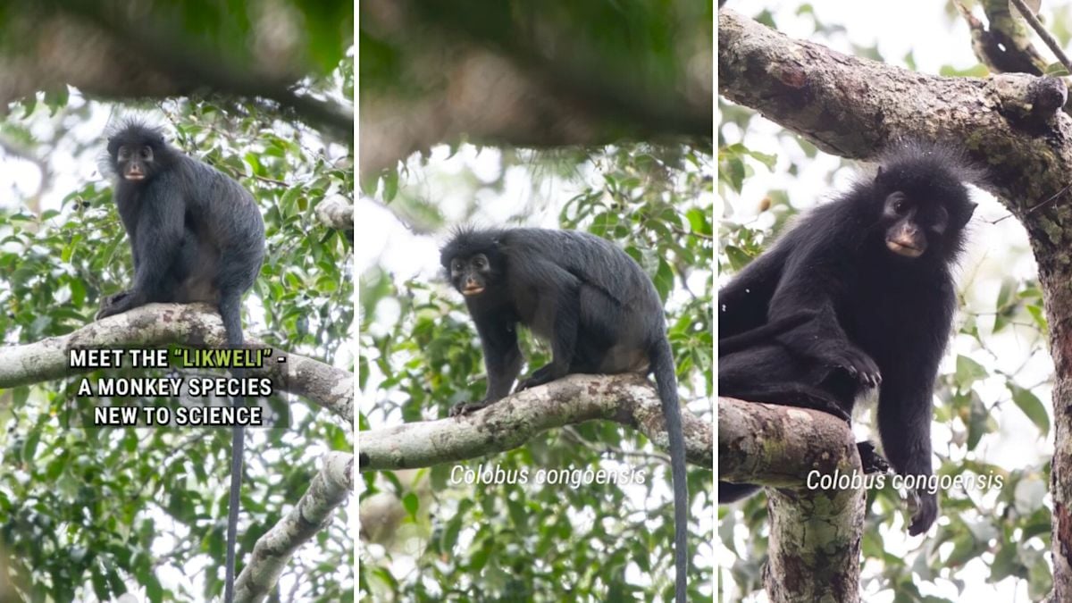 New Monkey Species With Orange Mouth Discovered in Congo Rainforest