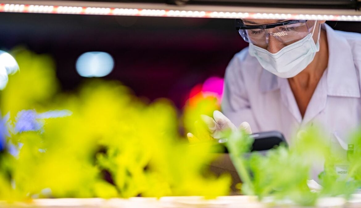 Lettuce and Tobacco Engineered to Grow Iron-Rich Meat Protein