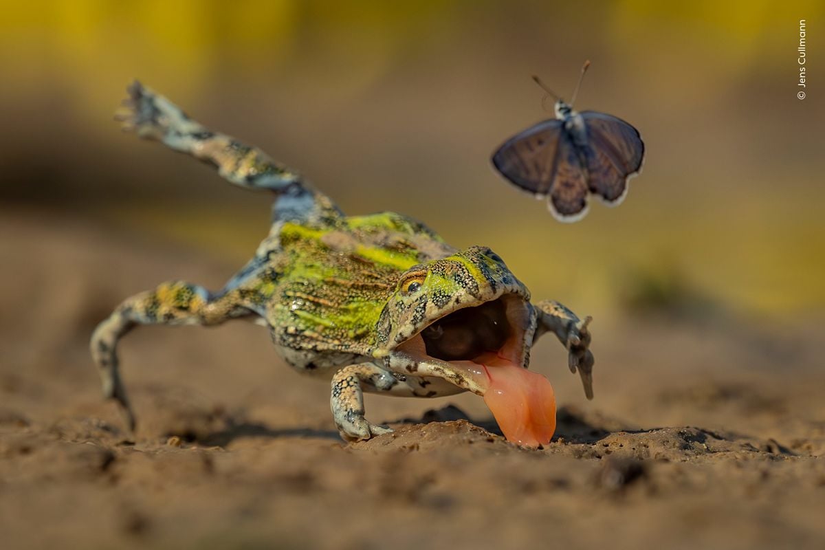Chilean Photographer Wins Audubon Grand Prize for Rare Tucúquere Image