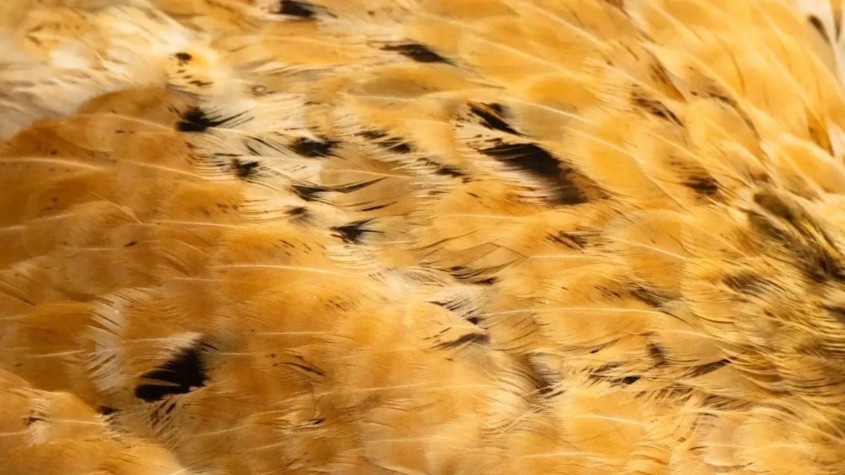 Fossilized Bird Feather Found in Dinosaur Dung Explains Cretaceous Survival