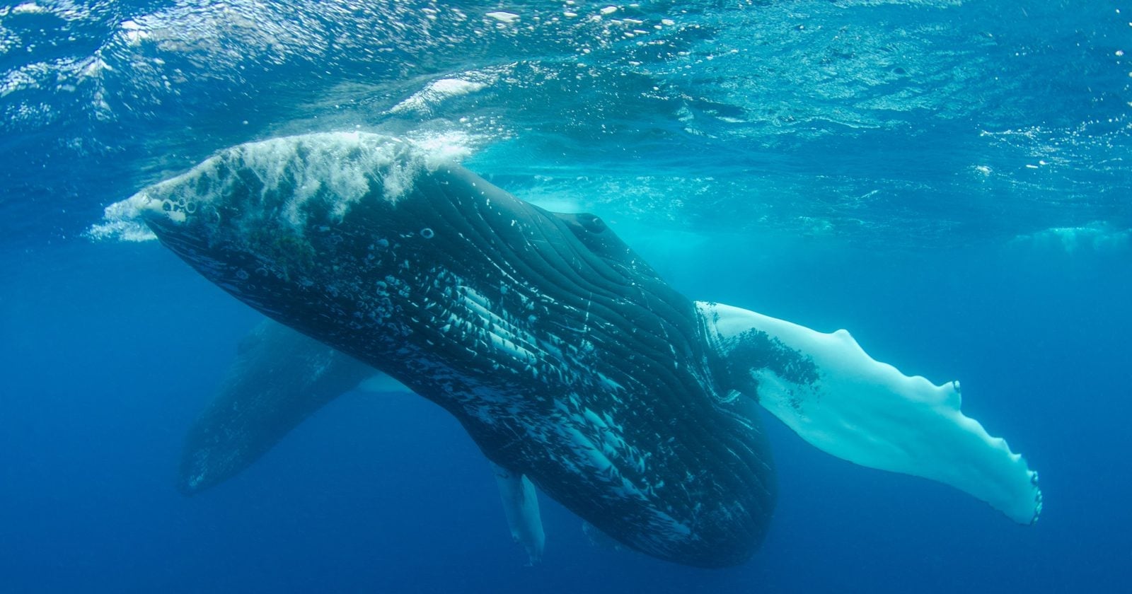 A stunning underwater photograph of a humpback whale swimming gracefully in the deep blue ocean