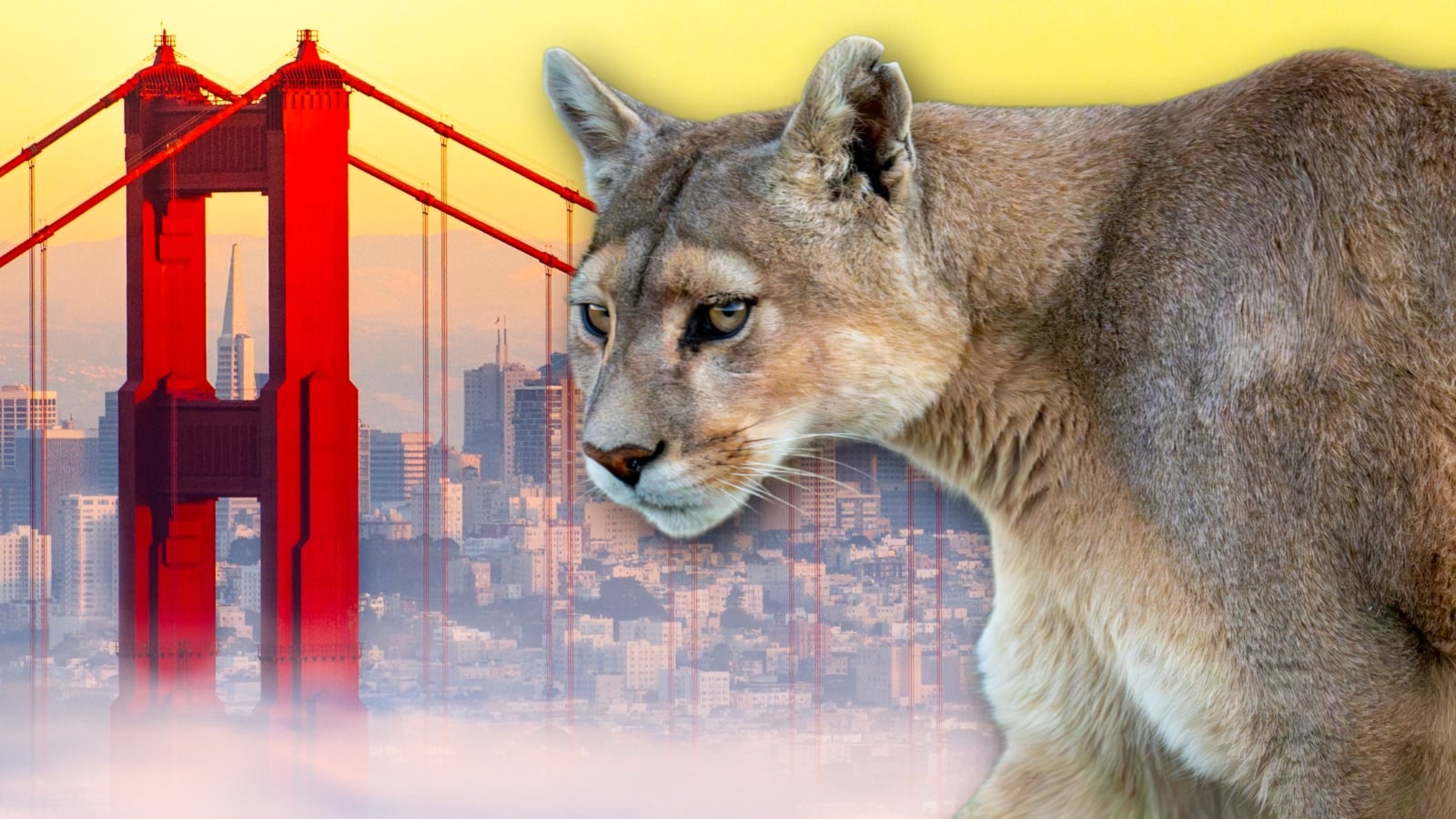 Mountain Lion Tranquilized and Captured in San Francisco Neighborhood Standoff