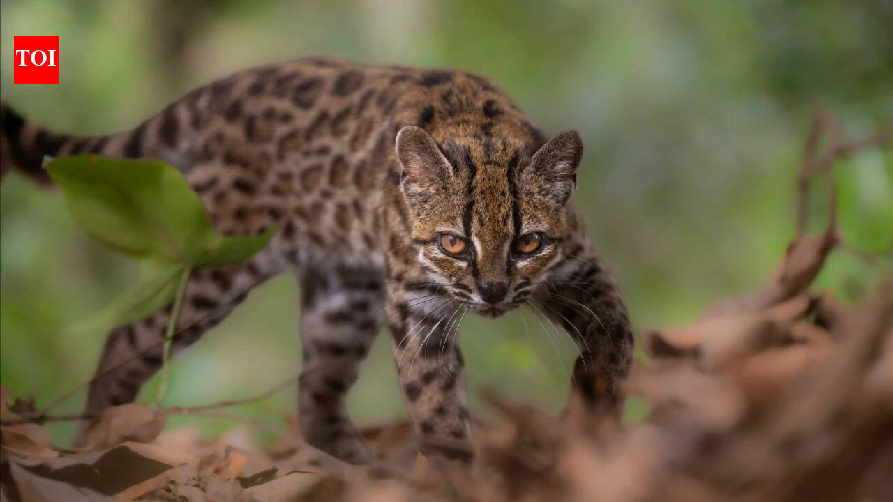 New Wild Cat Species Leopardus tilcayo Discovered in Bolivia's Cloud Forests