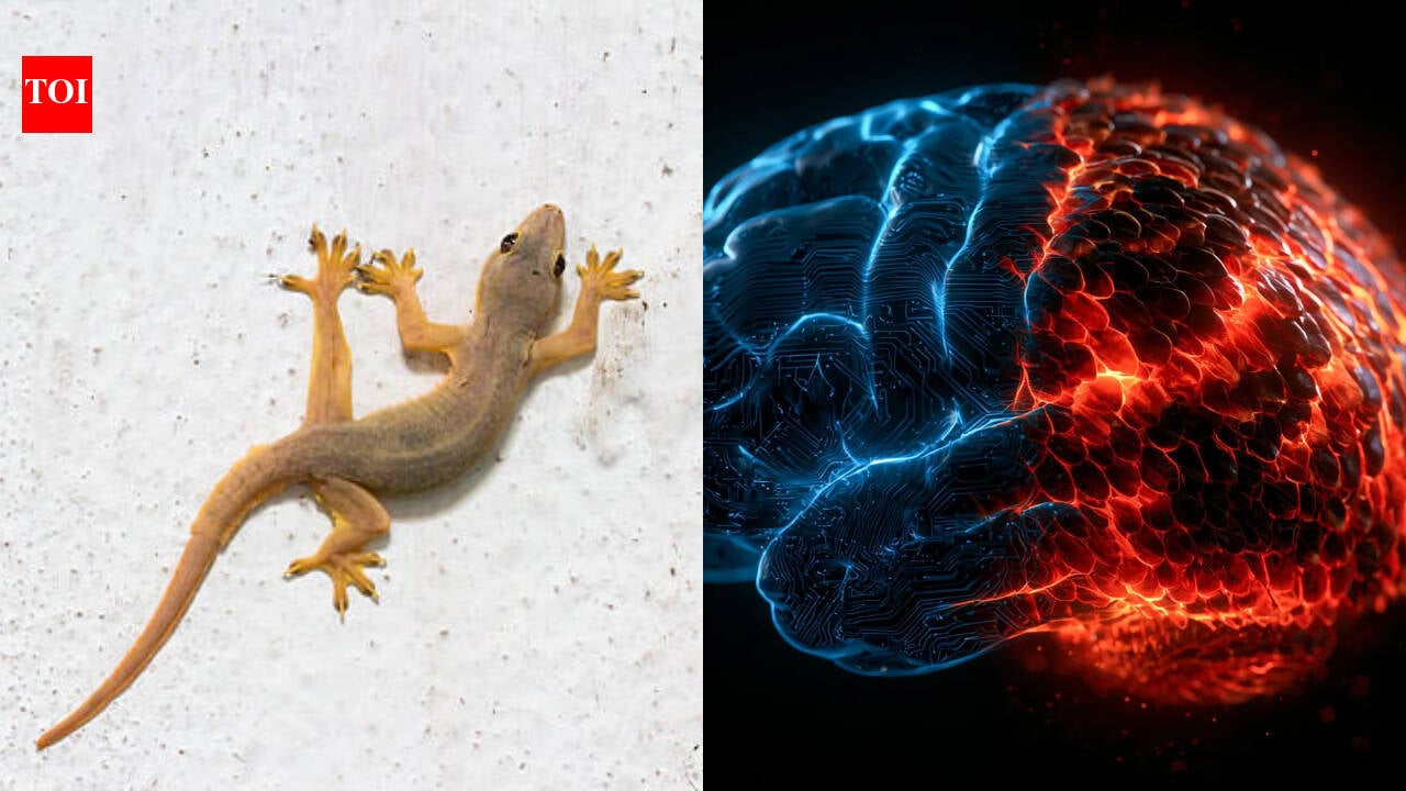 Brain Evolution Driven by Competition Between Wiring Strategies Not Layers