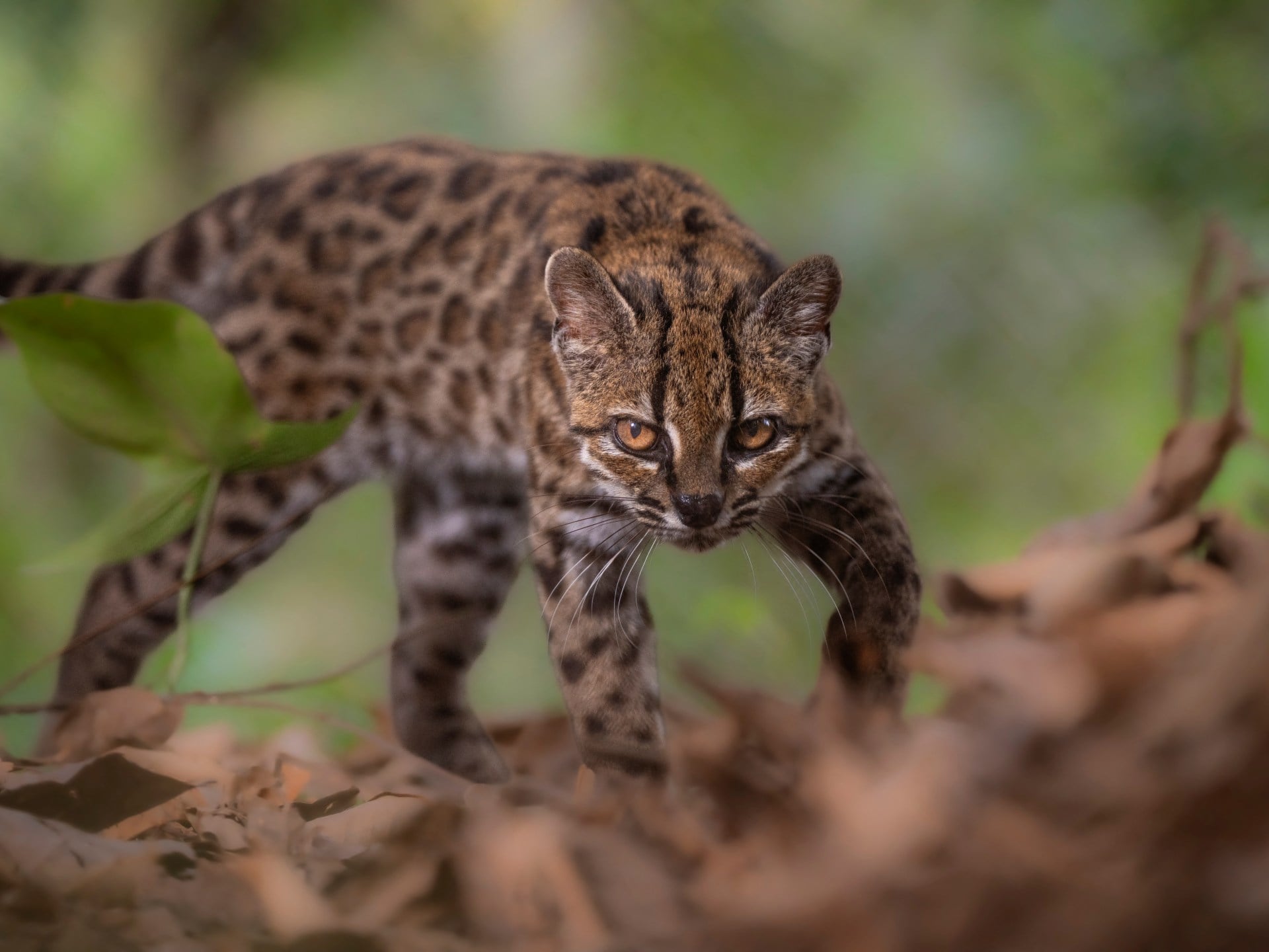 New cat species found, first in more than 100 years