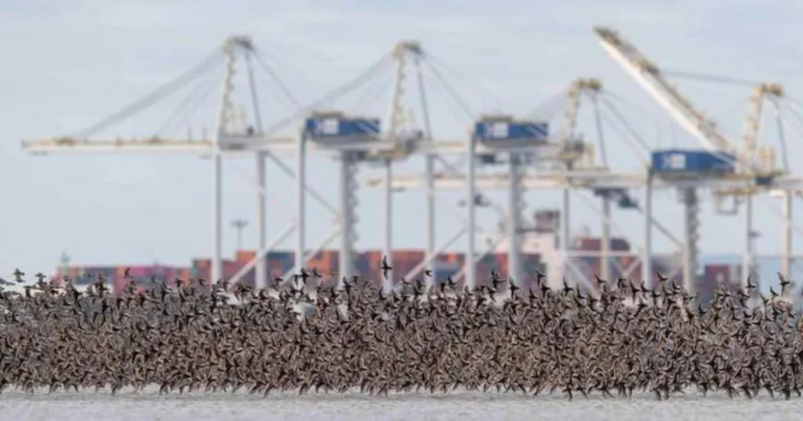 Western Sandpipers in flight over Roberts Bank in the Fraser River Estuary during migration. (Image credit: Jason Puddifoot)