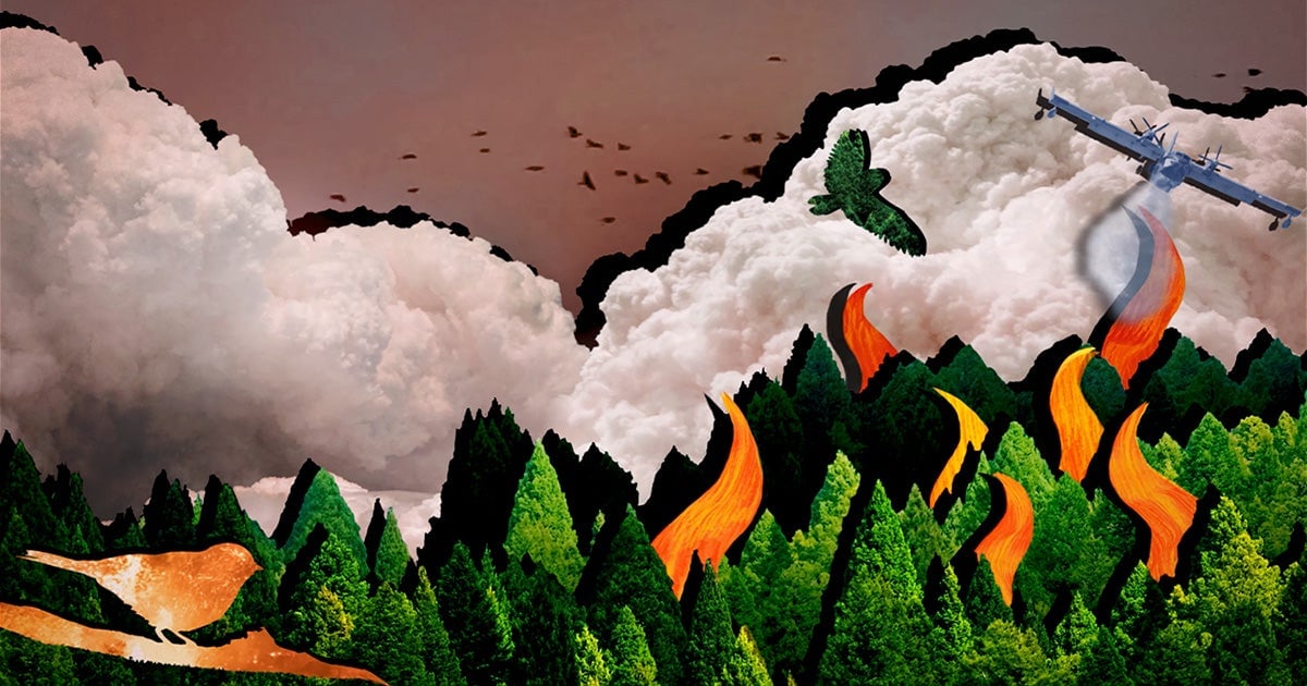 Wildfire Smoke Poses Greater Health Risks Than Other Air Pollution, Study Finds