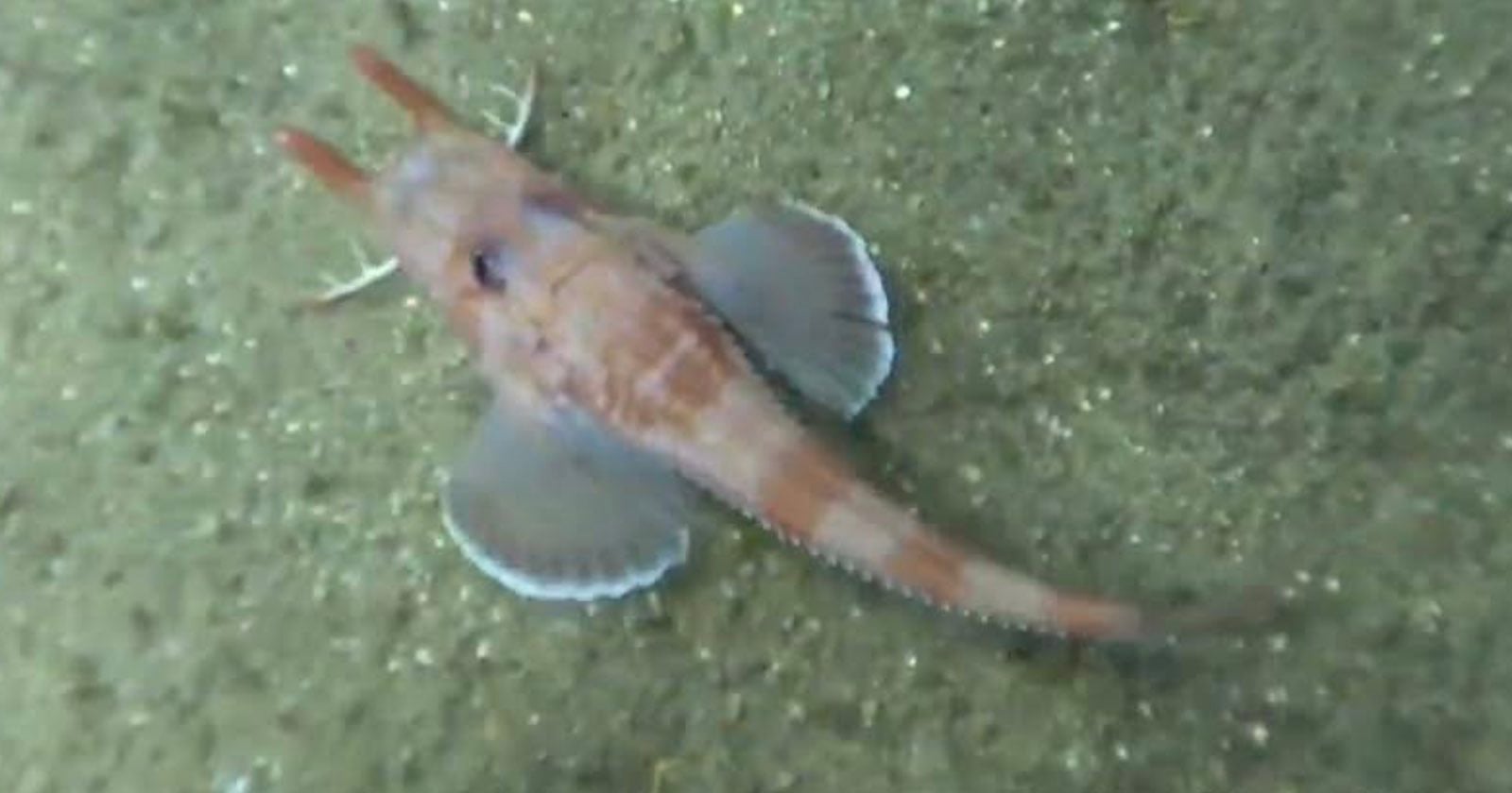 Scalicus engyceros: Deep-Sea Fish Walks Backwards for First Time