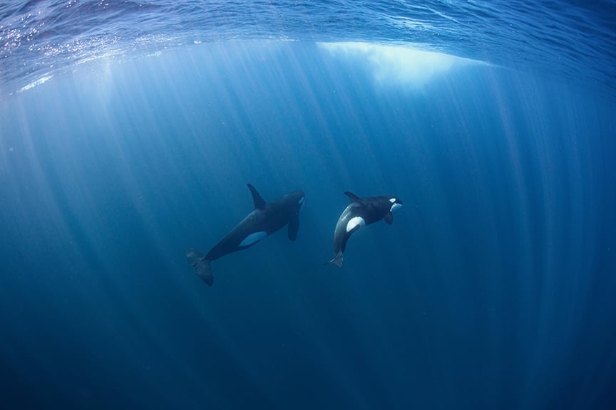 Orcas Caught on Camera Ramming Sunfish Until They Explode