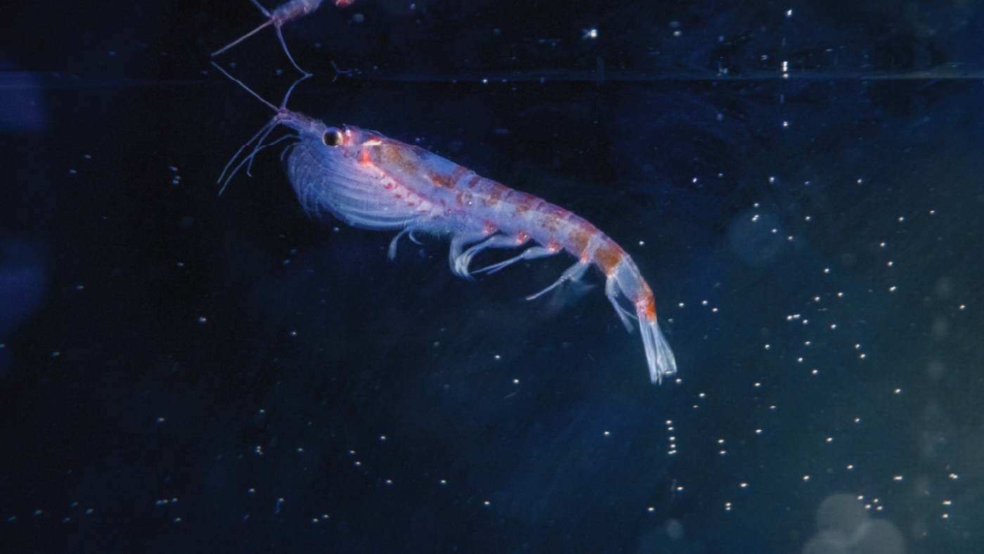 Antarctic krill discovered at deep-sea hydrothermal vent 3,600 feet down