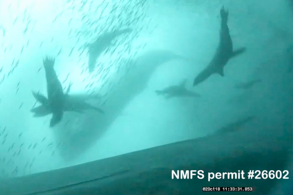 Humpback Whales Hunt Faster When Teamed With Sea Lions