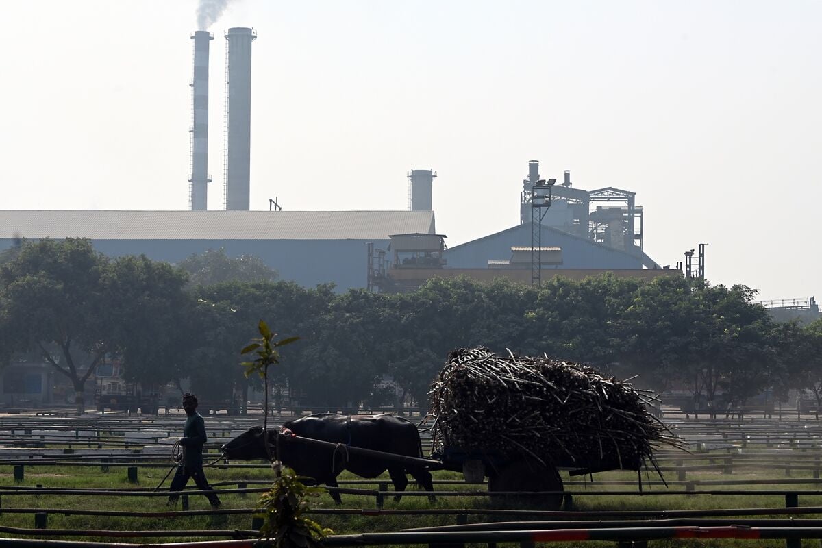 India Halts Sugar Diversion to Ethanol Amid El Niño