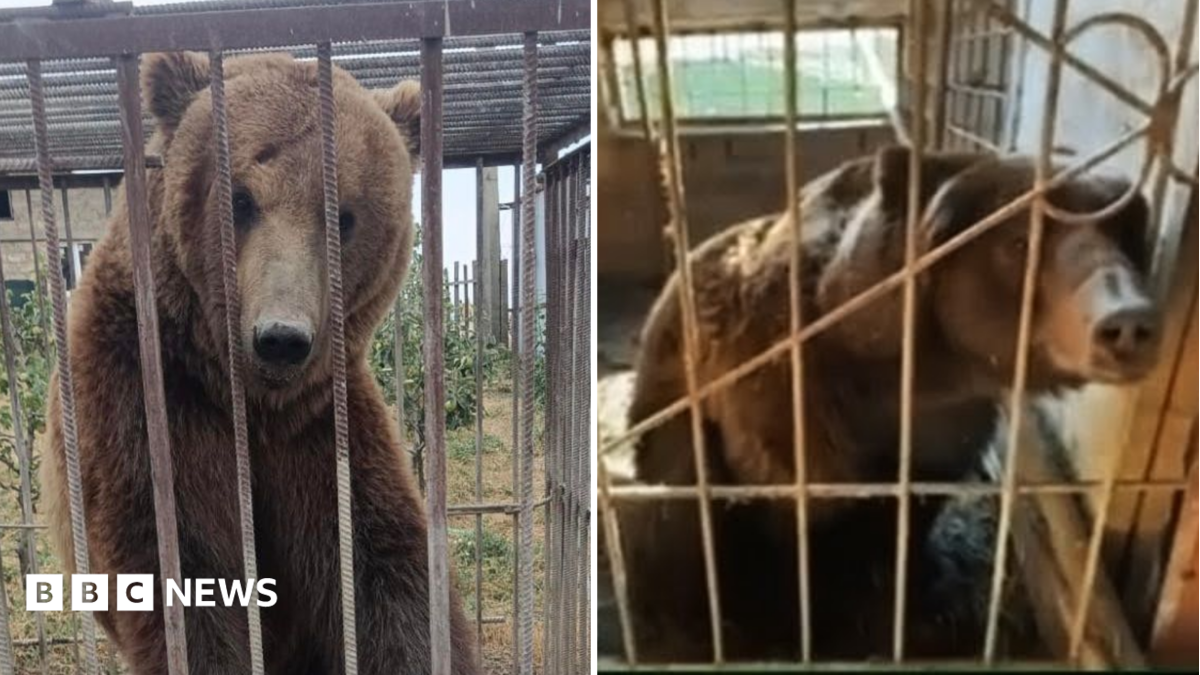 Tyapa (left) and Bu (right) are two large brown bears which are pictured in very small enclosures