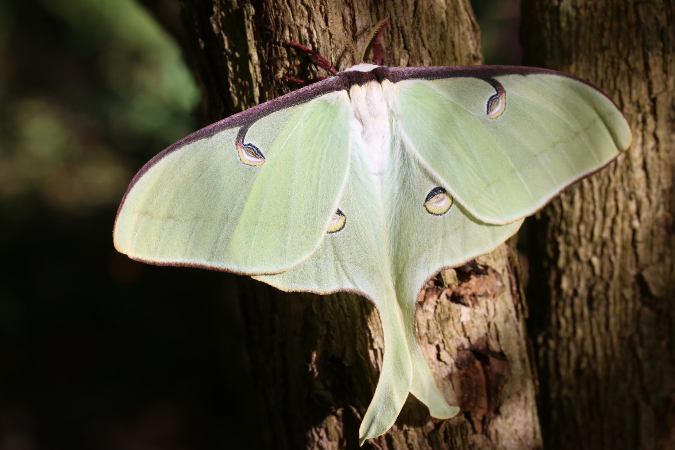 Florida Museum Researcher Alters Moth Wing Shapes and Patterns