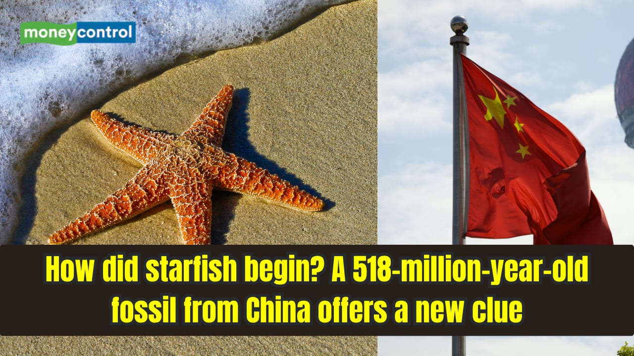 Researchers Find Fossil That Challenges Starfish Evolutionary Models